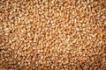 Wheat Grains, Barley Pile, Dry Cereal Seeds, Wheat Grains Heap on White