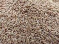 Wheat grains texture Royalty Free Stock Photo