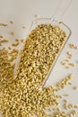 Wheat grains in transparent gauge shovel on white surface Royalty Free Stock Photo