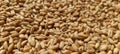 wheat grains in a wheat field. Beautiful food in the world. Royalty Free Stock Photo