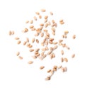 Wheat grains on white background. Cereal crop Royalty Free Stock Photo