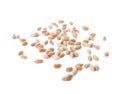 Wheat grains on white . Cereal crops Royalty Free Stock Photo