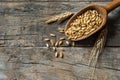 Wheat grains in wooden scoop or shovel Royalty Free Stock Photo