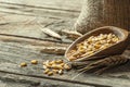 Wheat grains in wooden scoop or shovel Royalty Free Stock Photo