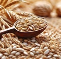 wheat grains in a wooden spoon