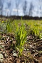 Wheat grass