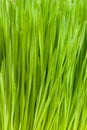 Wheat Grass