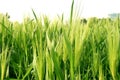 Wheat Grass