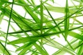 Wheat grass blades