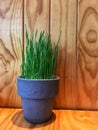Wheat grass in ceramic pot Royalty Free Stock Photo