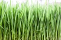 Wheat grass Royalty Free Stock Photo