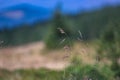 Wheat grass closeup in the mountains Royalty Free Stock Photo