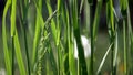 Wheat grass creeping, Elymus repens stems, leaves swaying from the wind in the rays of the summer, spring sun. Macro, clouse up.