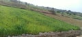 Wheat and grass crop land in madhubani bihar India Royalty Free Stock Photo