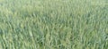 Wheat and grass crop land in madhubani bihar India Royalty Free Stock Photo