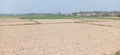 Wheat and grass crop land in madhubani bihar India Royalty Free Stock Photo