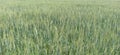 Wheat and grass crop land in madhubani bihar India
