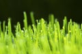 Wheat grass with dew