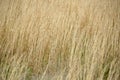 Wheat grass field Royalty Free Stock Photo