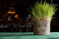 wheat grass growing out of a pot covered with smiley face Royalty Free Stock Photo