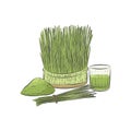 Wheat grass growing in pot vector. Glass of green raw juice