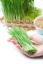 Wheat grass in hand Royalty Free Stock Photo
