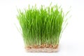 Wheat grass Royalty Free Stock Photo
