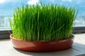 Wheat grass for juicing and healthy life.