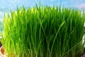 Wheat grass for juicing and healthy life.