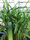 Wheat grass macro image Royalty Free Stock Photo