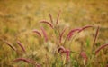 Wheat grass in nice blurred background HD wallpaper Royalty Free Stock Photo