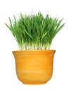 Wheat grass in pot