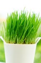 Wheat grass in pot Royalty Free Stock Photo