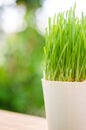 Wheat grass in pot Royalty Free Stock Photo