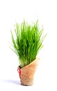 Wheat grass in a pot isolated Royalty Free Stock Photo