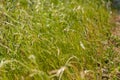 Wheat grass on the side of the rode