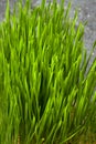 Wheat grass. Sprouted wheat grains in a plastic container. Wheatgrass for human consumption. Diet concept, vegetarianism Royalty Free Stock Photo