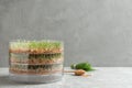 Wheat grass in sprouter on table, space for text Royalty Free Stock Photo