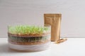 Wheat grass in sprouter on table against light background Royalty Free Stock Photo
