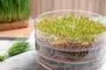 Wheat grass in sprouter on table, closeup Royalty Free Stock Photo