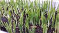 Wheat grass sprouting Royalty Free Stock Photo