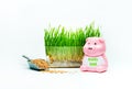 Wheat grass sprouts in a plastic container and a piggy with the inscription HEALTHY FOOD Royalty Free Stock Photo