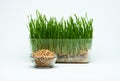 Wheat grass sprouts in a plastic container and wheat grains in a glass bowl on a blue background. Royalty Free Stock Photo