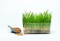 Wheat grass sprouts in a plastic container and wheat grains in a mettalic scoop on a blue background