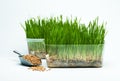 Wheat grass sprouts in a plastic container and wheat grains in a mettalic scoop on a blue background