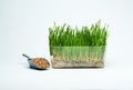 Wheat grass sprouts in a plastic container and wheat grains in a mettalic scoop on a blue background