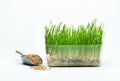 Wheat grass sprouts in a plastic container and wheat grains Royalty Free Stock Photo