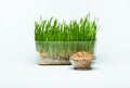 Wheat grass sprouts in a plastic container and wheat grains Royalty Free Stock Photo