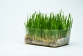 Wheat grass sprouts in a plastic container Royalty Free Stock Photo