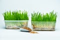 Wheat grass sprouts in a plastic containers and wheat grains in a mettalic scoop